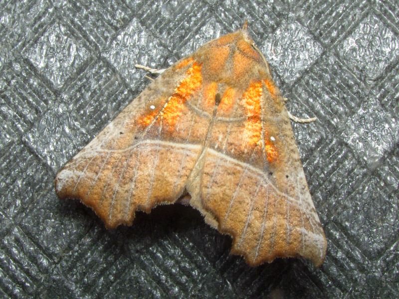Scoliopteryx libatrix (Linnaeus, 1758)
